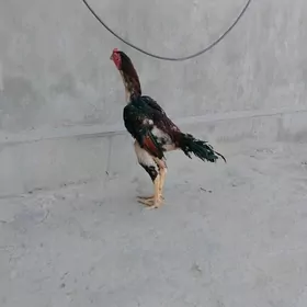 Taşkent