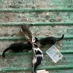 pisik kotyata котята