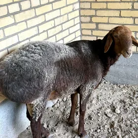 Semiz Goç