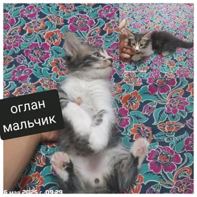 pisik , котята
