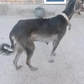 тазы авчы