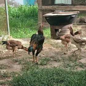 Taskent Horaz towuk