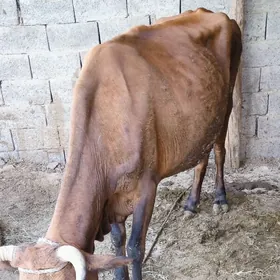 SYGYR GOLELI