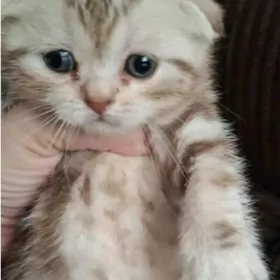 шотландские мраморные котята