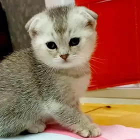 шотл  вислоухие котята