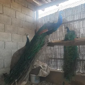tawus