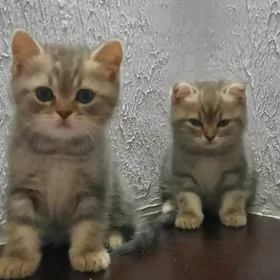 Шотландские шиншилы