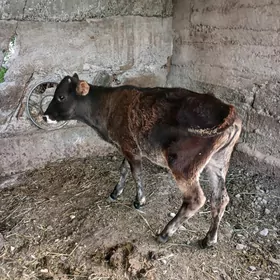Okuzce