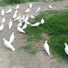 kepderi