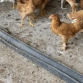 jüje