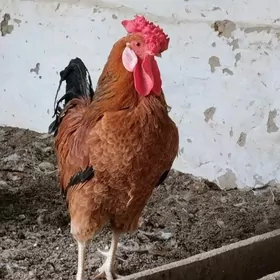 Türkmen horaz Türkmen horaz