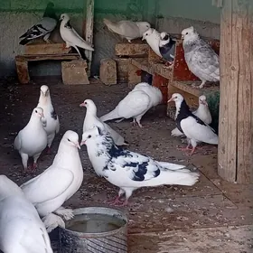 Guslar kepderi