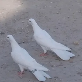 kepderi