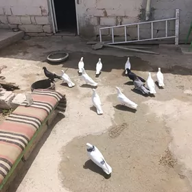 голуби