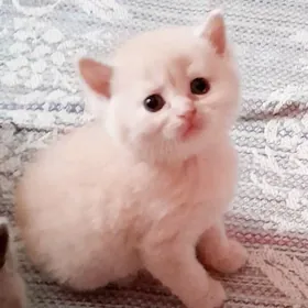 Плюшевые шотландские