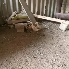 gak gak ordek