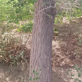 Agaç
