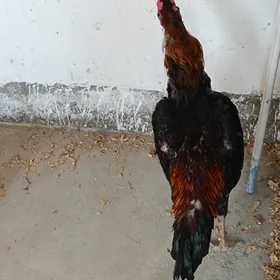 Horaz