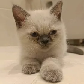 Котята Блю поинт и шотландская