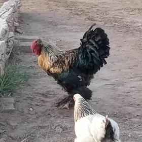 Brama horaz