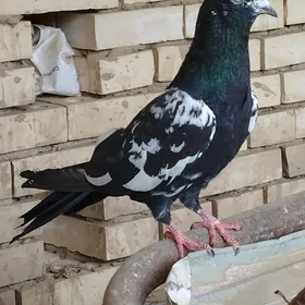 kepderi