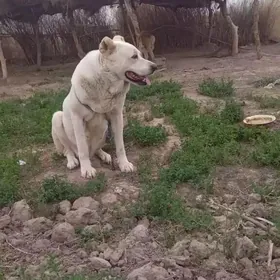 akguş