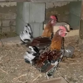 karlik bentamik gyzyl çil çil