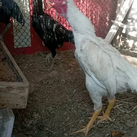 Taşkent