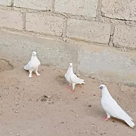 kepderi