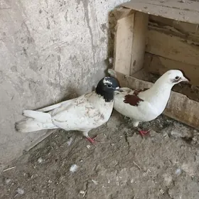 kepderi
