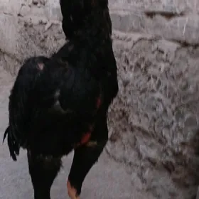 horaz