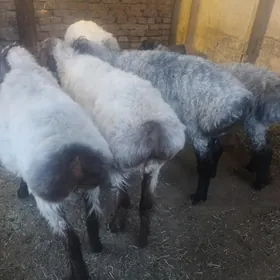 işşek öweç