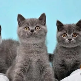 британские котята