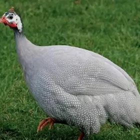 sesarka сецарка