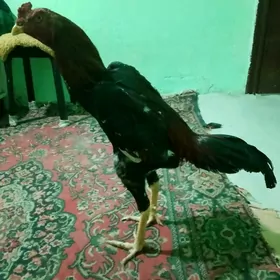 Horaz