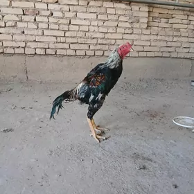 horaz