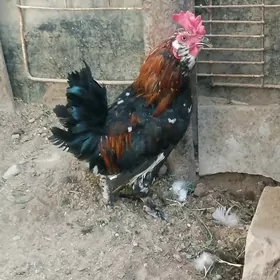 karlık