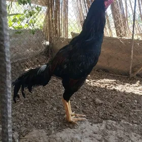 horaz horaz