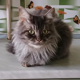 Шотландские кошки