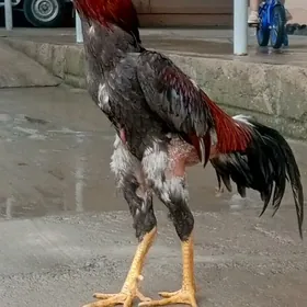 horaz