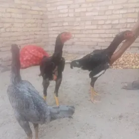 arassa gan urşýan horaz