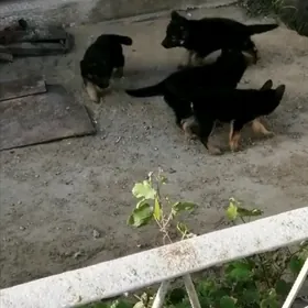 Овчарки