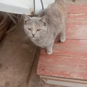 Pişik