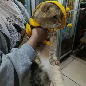 kot