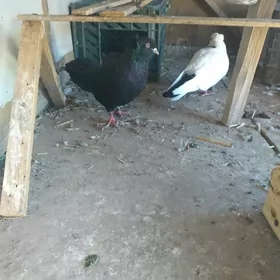 Kepderi