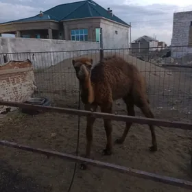 Köşekli Düye