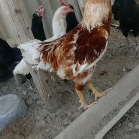 gigant ýumurtga