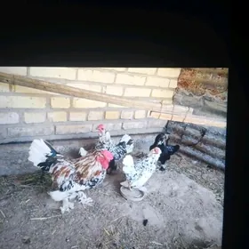 myramyr yaponcikler