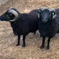  GOÇ KOÇKAR 