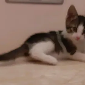 отдам котят